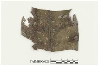 藏品(尖頂細鱗蘚)的圖片